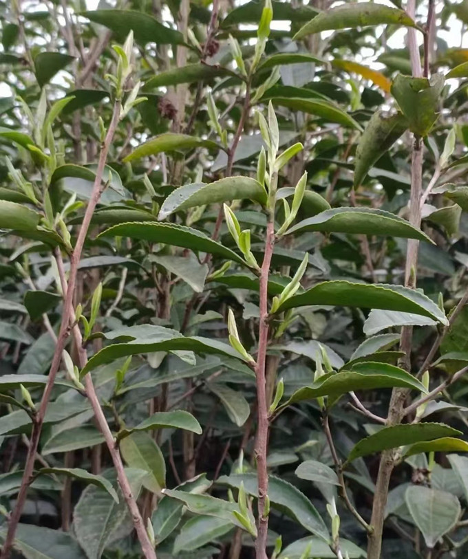 荒野老树白茶有什么特别之处？（荒野茶为什么受老茶客喜爱？）