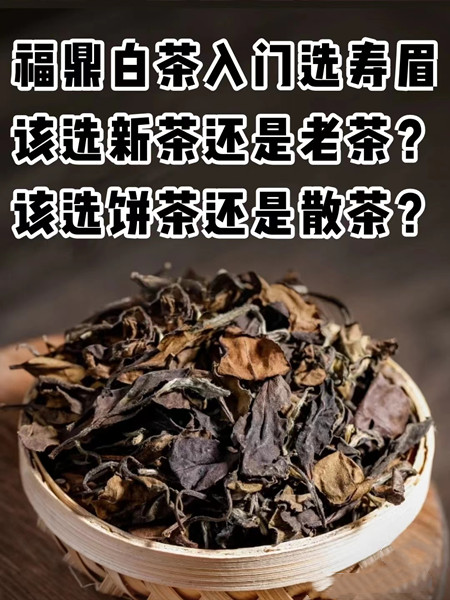 福鼎白茶选择新茶还是老茶比较好？（福鼎白茶哪款好？)