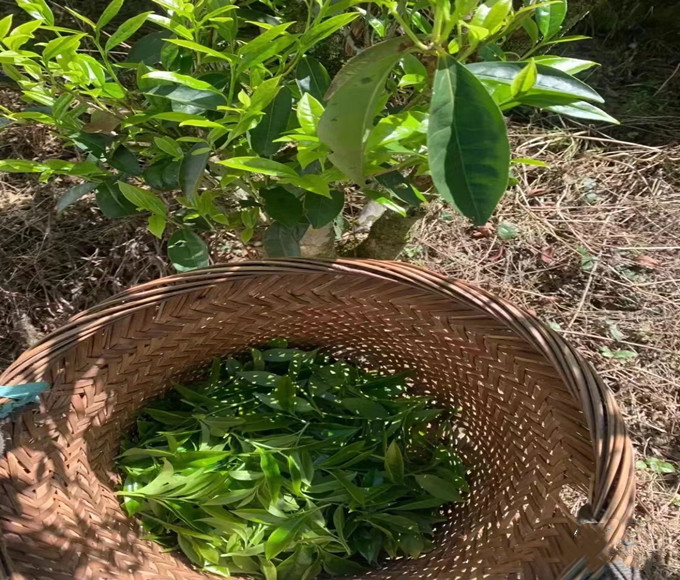 单枞蜜兰香 形美，色翠，香韵，回甘，耐泡”五绝之称