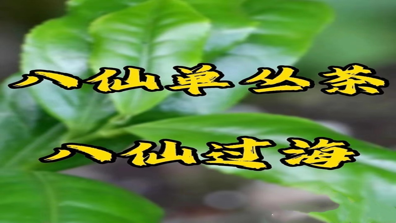 潮州凤凰单丛“八仙茶”（别名八仙过海）