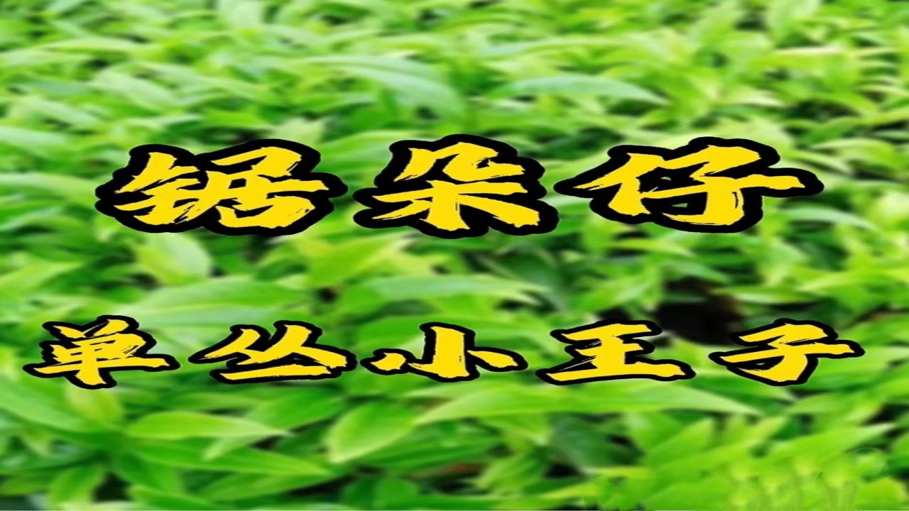 锯朵茶是什么茶？锯朵茶单丛口感特点怎么样？