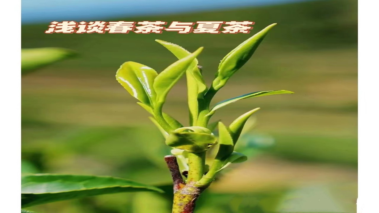 凤凰单枞茶春茶与夏茶口感有什么区别？什么是春茶，夏茶？