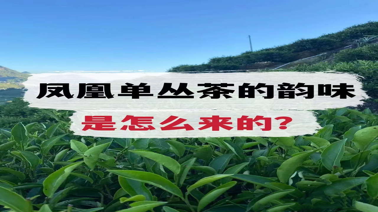 什么叫单丛茶的风韵，单枞茶的风韵怎么来的？