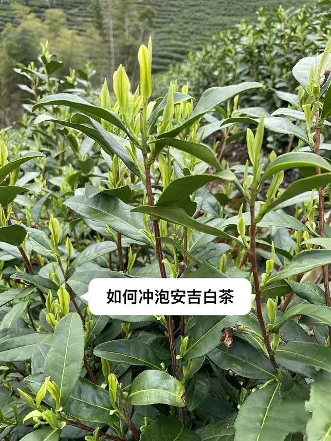为什么85度左右的水温冲泡的茶叶更好喝，安吉白茶如何冲泡最好喝？
